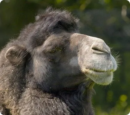 Camel (latină: