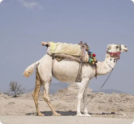 Camel (latin: