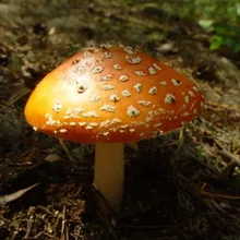 Speciile de toadstools comestibile cu fotografii care pot fi consumate, grăsime și roz agaric