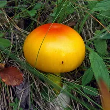 Faj ehető toadstools fényképpel, amely lehet enni, zsír és rózsaszín galóca