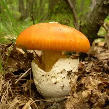 Speciile de toadstools comestibile cu fotografii care pot fi consumate, grăsime și roz agaric