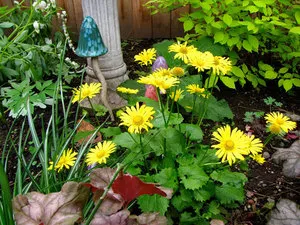Отглеждане видове doronicum, озеленяване и поддръжка, растение снимка