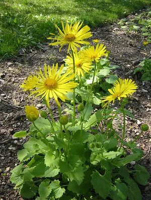 Отглеждане видове doronicum, озеленяване и поддръжка, растение снимка