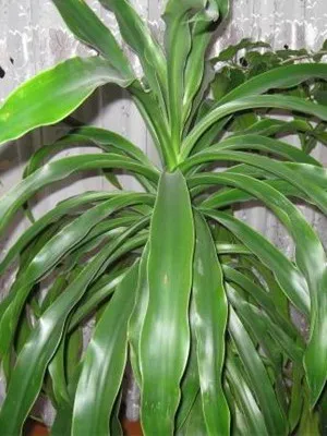 Típusai szoba Palm dracaena (határolt, kanári et al