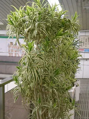 Típusai szoba Palm dracaena (határolt, kanári et al