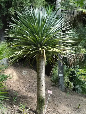 Típusai szoba Palm dracaena (határolt, kanári et al