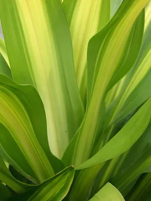 Típusai szoba Palm dracaena (határolt, kanári et al