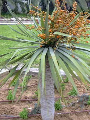 Típusai szoba Palm dracaena (határolt, kanári et al