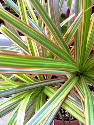 Típusai szoba Palm dracaena (határolt, kanári et al