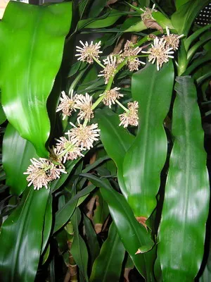 Típusai szoba Palm dracaena (határolt, kanári et al