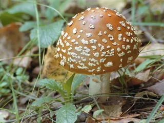 Speciile de toadstools comestibile cu fotografii care pot fi consumate, grăsime și roz agaric