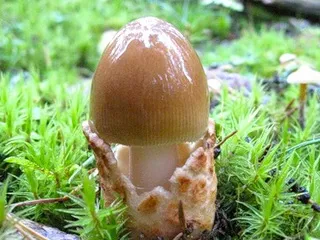 Speciile de toadstools comestibile cu fotografii care pot fi consumate, grăsime și roz agaric