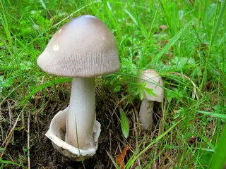 Speciile de toadstools comestibile cu fotografii care pot fi consumate, grăsime și roz agaric