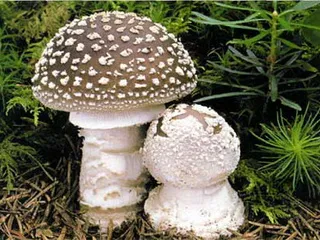 Faj ehető toadstools fényképpel, amely lehet enni, zsír és rózsaszín galóca