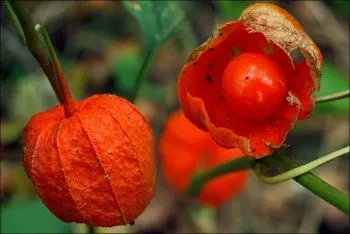 Termesztés Physalis lépésről lépésre, telepítése és karbantartása, szorzás