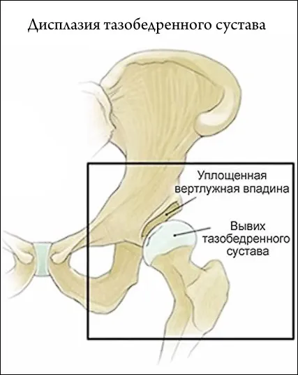 Разпределение по време на овулация