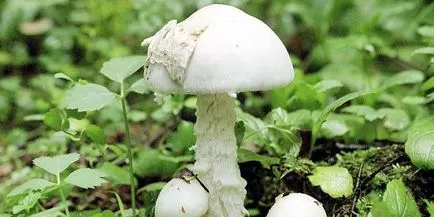 Speciile de toadstools comestibile cu fotografii care pot fi consumate, grăsime și roz agaric