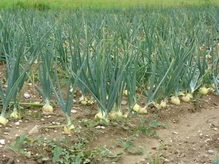 Cultivarea de usturoi în câmp deschis ca o afacere la domiciliu