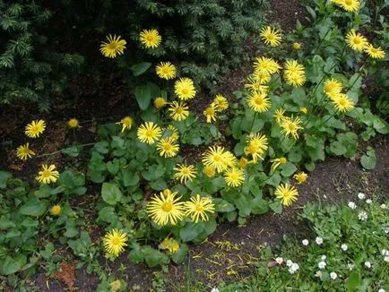 Отглеждане видове doronicum, озеленяване и поддръжка, растение снимка