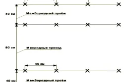 Cultivarea castravete într-o seră