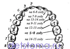 В какъв ред има промяна на млечните зъби за постоянно