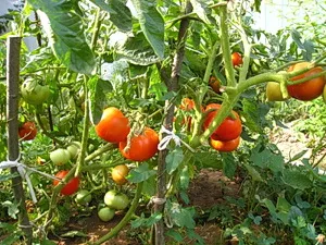 Cultivarea tomate într-o seră și câmp deschis