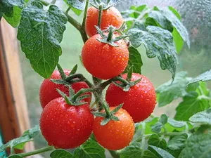 Cultivarea tomate într-o seră și câmp deschis