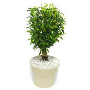 CREȘTEREA și transplant Ficus Natasha la domiciliu