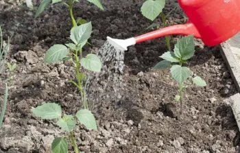 Termesztés Physalis lépésről lépésre, telepítése és karbantartása, szorzás