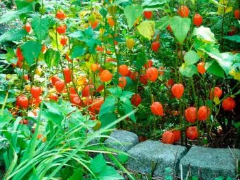 Physalis Cultivare instrucțiuni pas cu pas, de plantare și întreținere, multiplicare