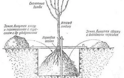 Cultivarea și Grija pentru pere grower Consulting