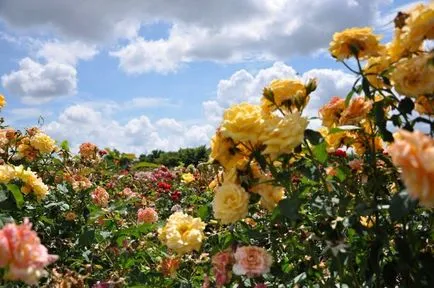 Rose Cultivarea în seră face corect