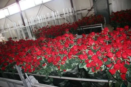 Rose Cultivarea în seră face corect