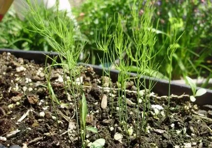 Cultivarea sparanghel din semințe - uh! Cottage și 100 sfaturi în afacere