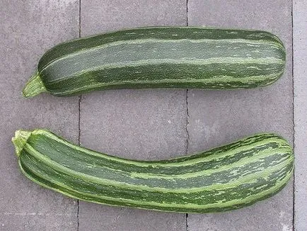 Viraschivanie Zucchini în câmp deschis și efect de seră în țară