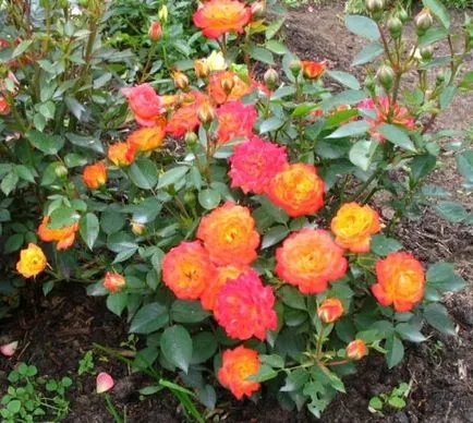 Növekvő rózsák polyanthas - leírás, reprodukció, gondoskodás, ültetés, fotó, használt kerti fajták