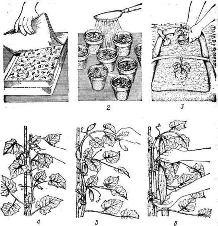 Отглеждане краставици в оранжерия
