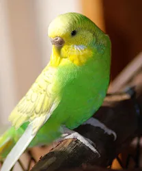 Budgies, mindegyik - Téma megtekintése - miért egy papagáj visszaöklendezné élelmiszer