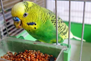 selecție Budgies și de îngrijire, întreținere și hrănire acasă papagal, construcția de locuințe pentru