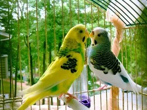 Budgies kiválasztás és gondozás, karbantartás és etetés a papagáj otthon, lakásépítés számára