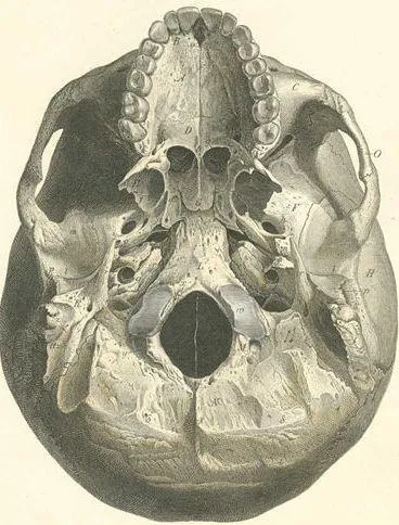 Caracteristici Vârsta ale craniului