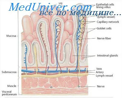 absorbția carbohidraților în intestin