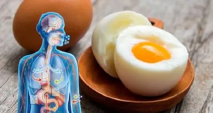 Harm és előnyeit a tojás, hogy káros enni főtt tojás minden nap