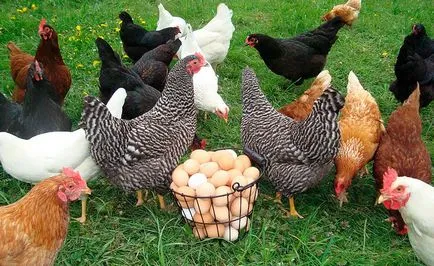 Harm és előnyeit a tojás, hogy káros enni főtt tojás minden nap
