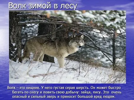 Wolf în pădure de iarnă - Prezentare 22641-6