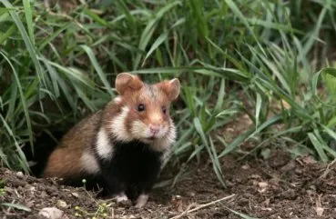 Toate hamsteri sălbatice în care trăiesc, cum să supraviețuiască în, fotografie sălbatice rozătoare