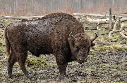 Mindent a Bison