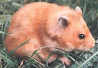 Hamsterii în natură - este interesant - natură și animale