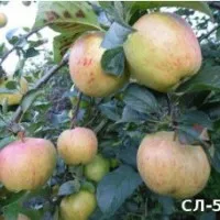 Az almafák, amelyek nőttek magukat