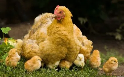 Добър или да задължат кокошка птици седне на яйцата